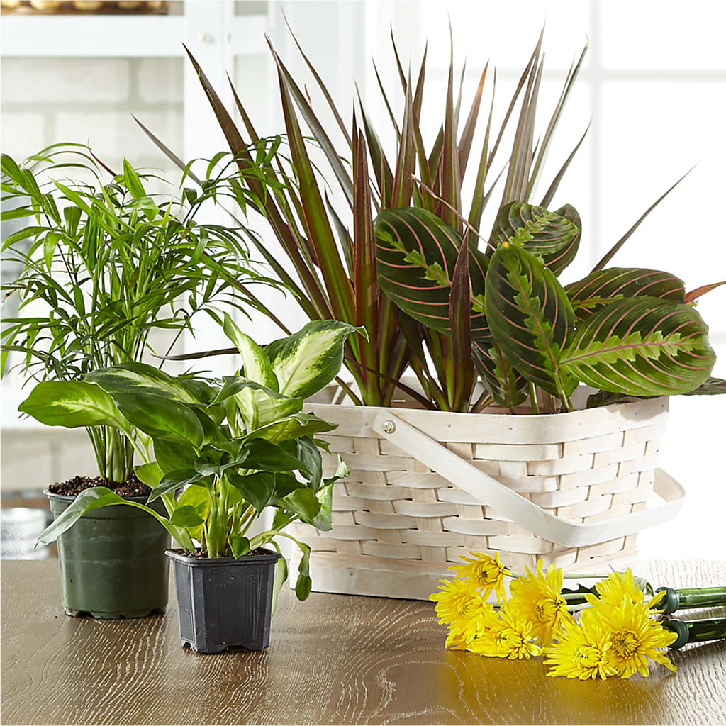 Florist Designed Blooming and Green Plants in a Basket – Everythings Blooming Florist, San Jose CA