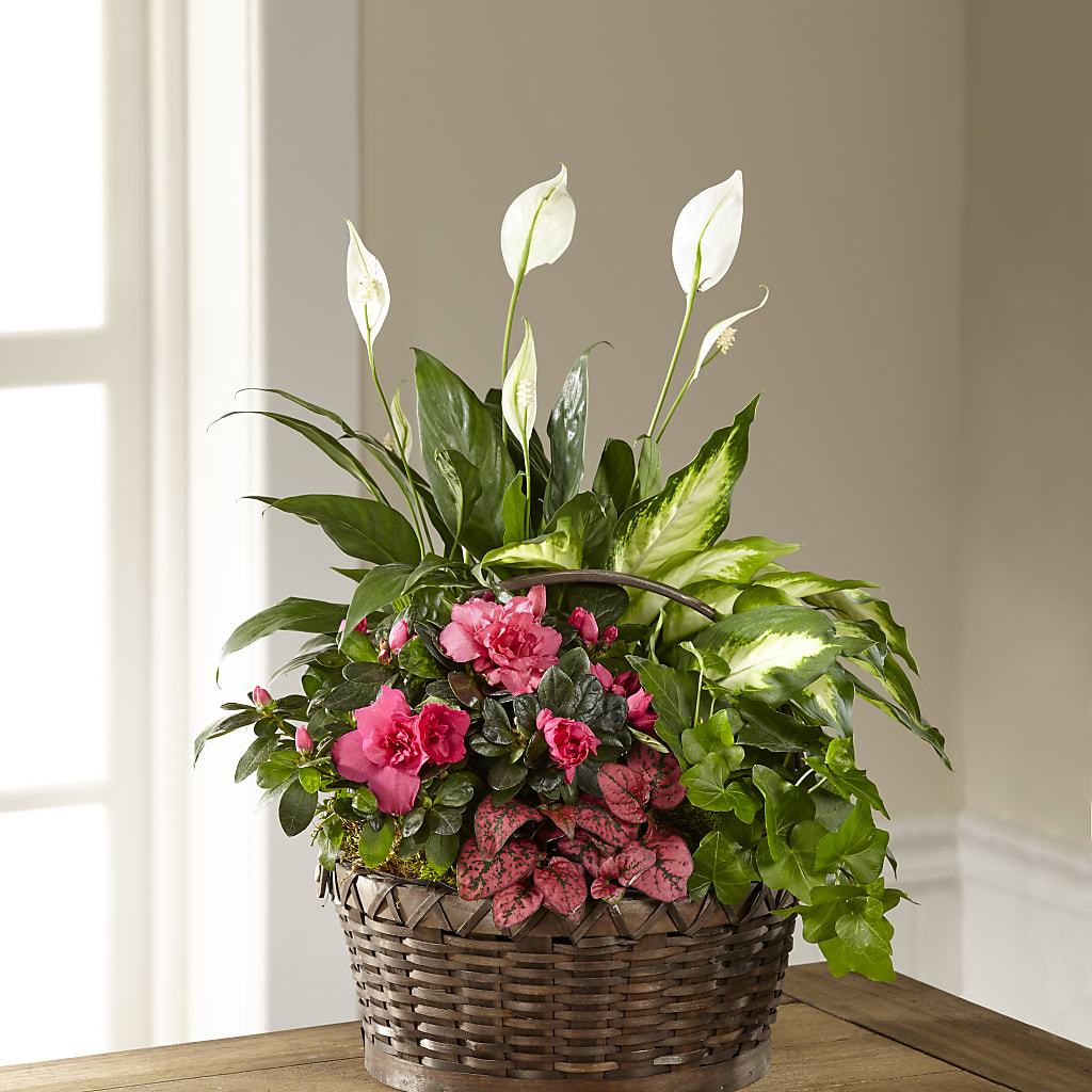 Dream in Pink Dishgarden – Everythings Blooming Florist, San Jose CA