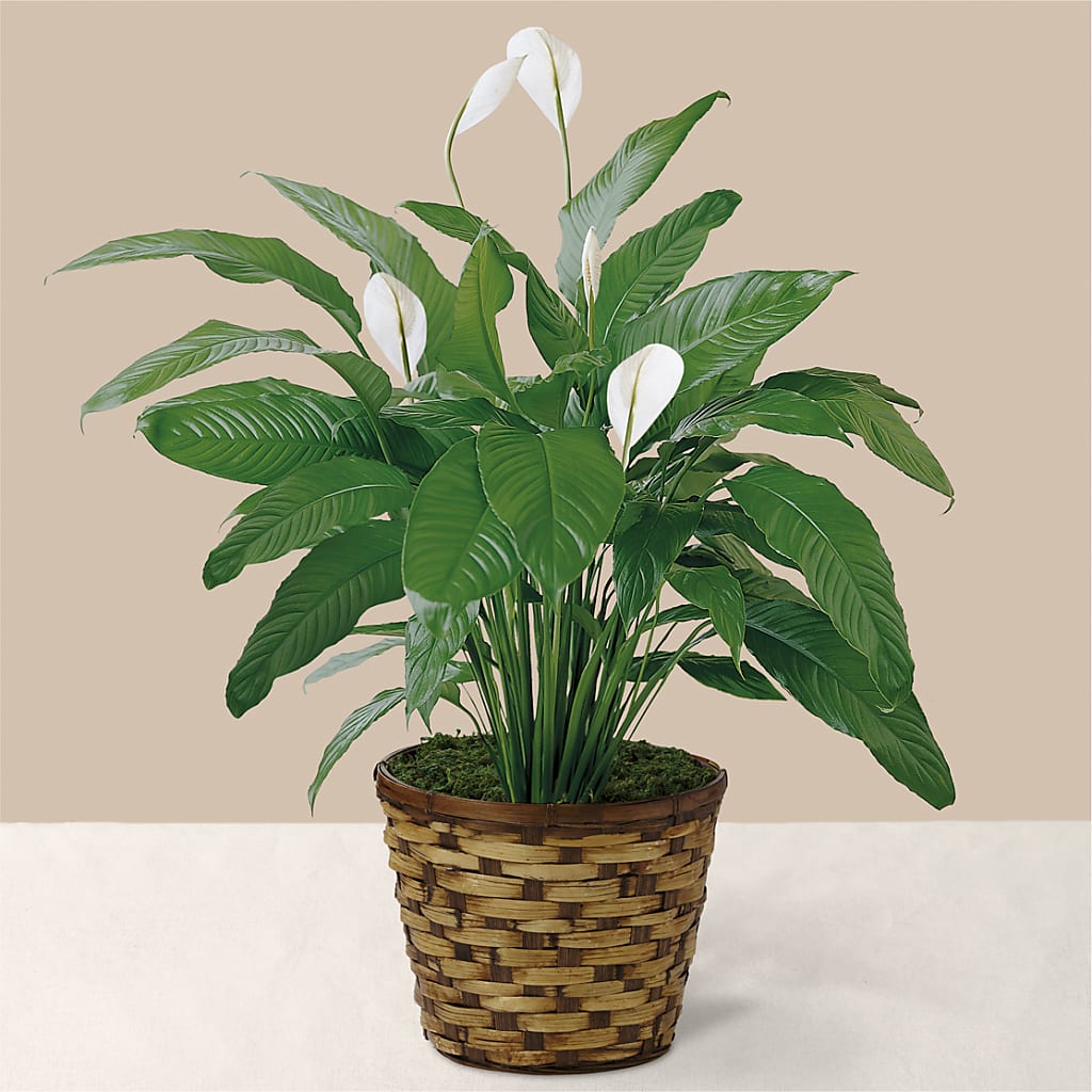 Tranquil Moments Peace Lily Plant – Everythings Blooming Florist, San Jose CA