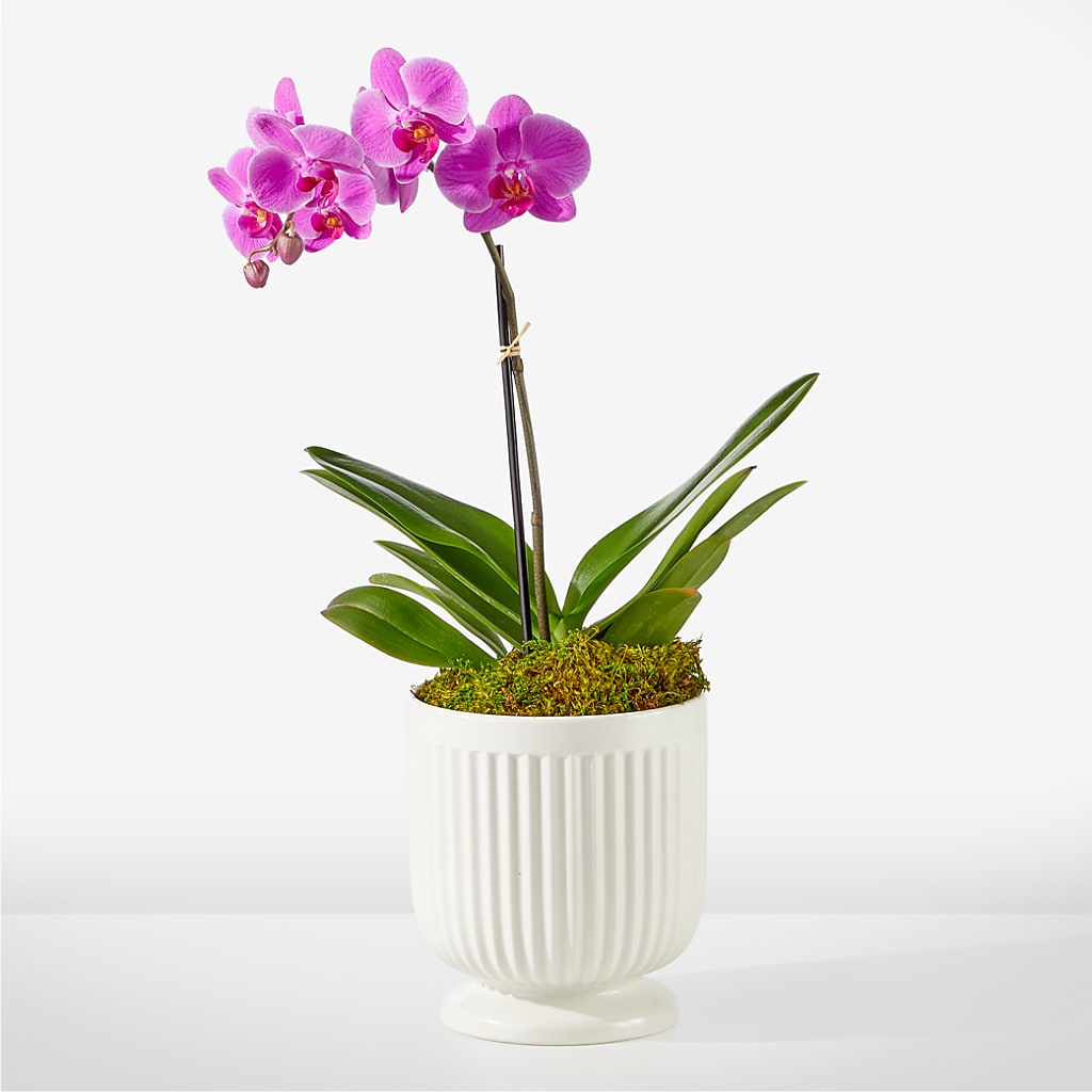 Friendly Fuchsia Orchid – Everythings Blooming Florist, San Jose CA