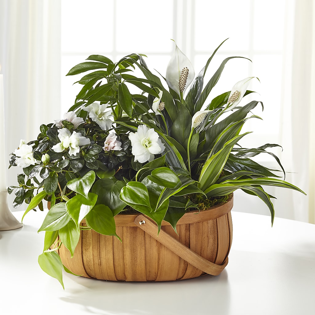 Serene Dishgarden – Everythings Blooming Florist, San Jose CA