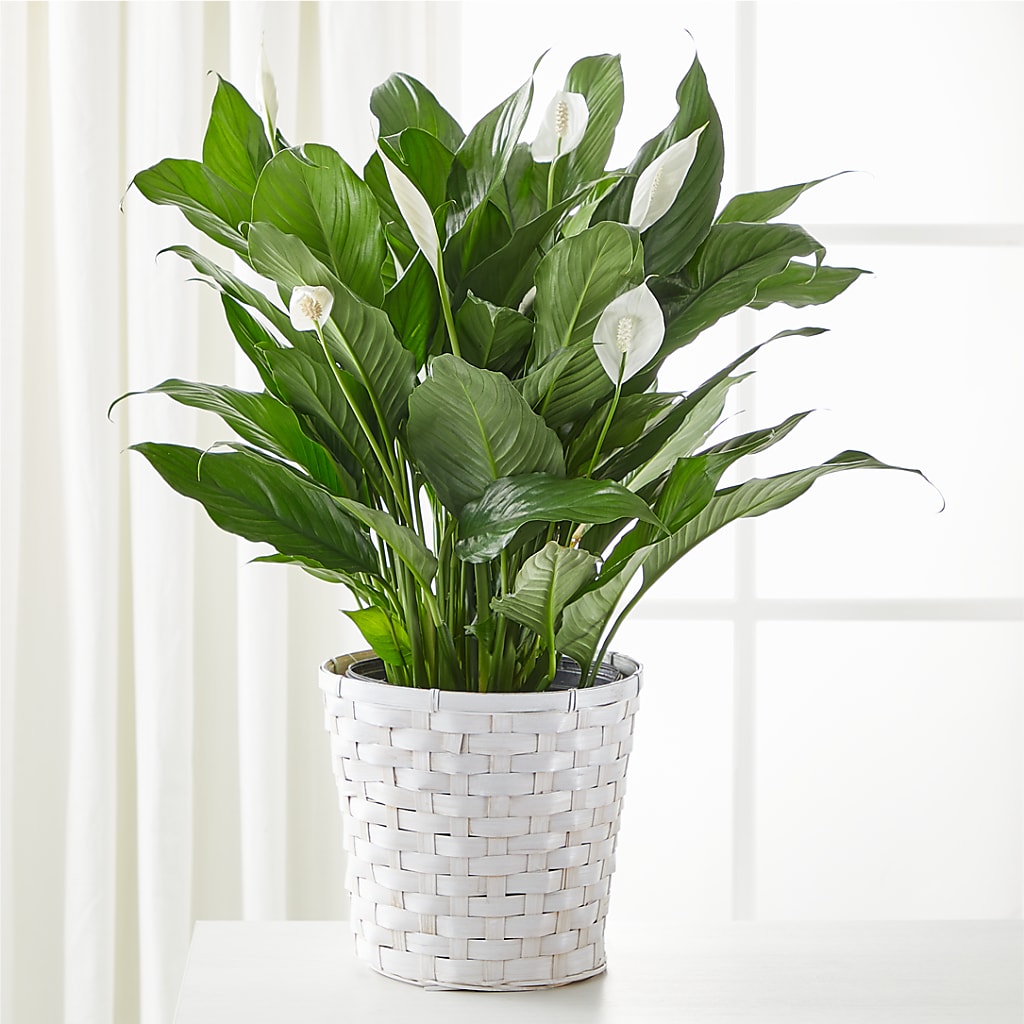 A New Leaf Peace Lily – Everythings Blooming Florist, San Jose CA